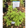 Monarda Bee-Free Bee Balm
