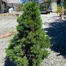 Pinus Sylvestris Green Penguin Scots Pine