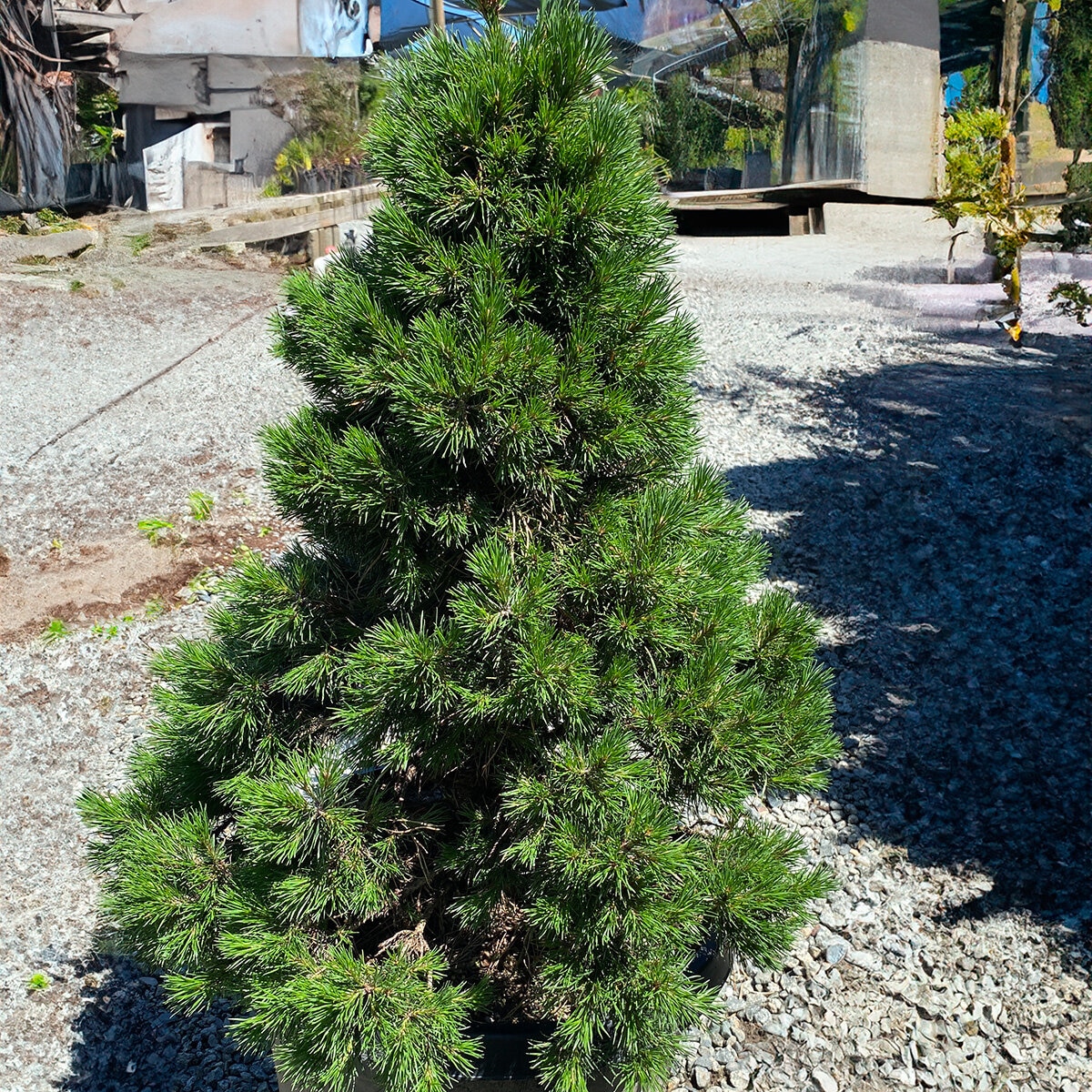 Pinus Sylvestris Green Penguin Scots Pine | SiteOne US