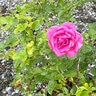 Rosa X True Bloom True Gratitude Climbing Rose