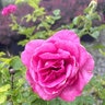 Rosa X True Bloom True Gratitude Climbing Rose