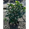 Camellia Japonica Man Size Camellia