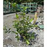 Gardenia Jasminoides Summer Snow Cape Jasmine