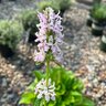 Stachys X Summer Romance Lamb's Ear