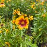 Coreopsis Tripteris Gold Standard Tickseed
