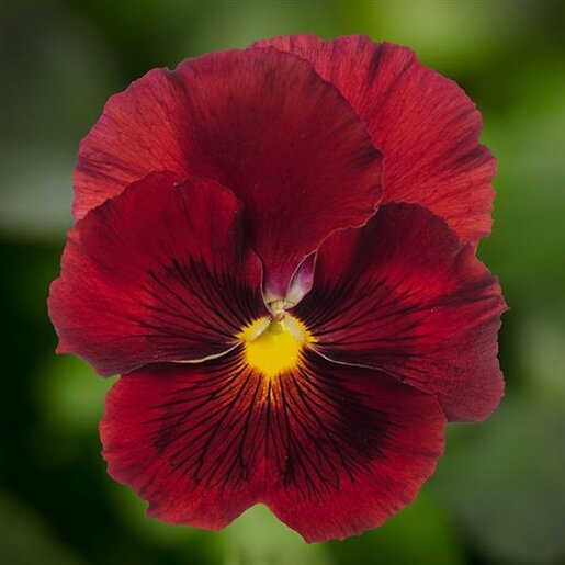 Viola x wittrockiana Delta Pro Clear Red Pansy | SiteOne US