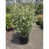 Caryopteris Divaricata Snow Fairy Bluebeard