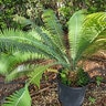 Dioon Spinulosum Giant Gum Palm