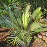 Dioon Spinulosum Giant Gum Palm