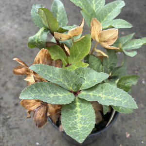 Helleborus X Ericsmithii Pink Beauty Lenten Rose 1 gal. Container