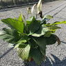 Spathiphyllum Wallisii Peace Lily