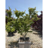 Acer Palmatum Ojishi Japanese Maple