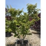 Acer Palmatum Ojishi Japanese Maple