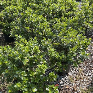 Rhododendron X Glacier Azalea