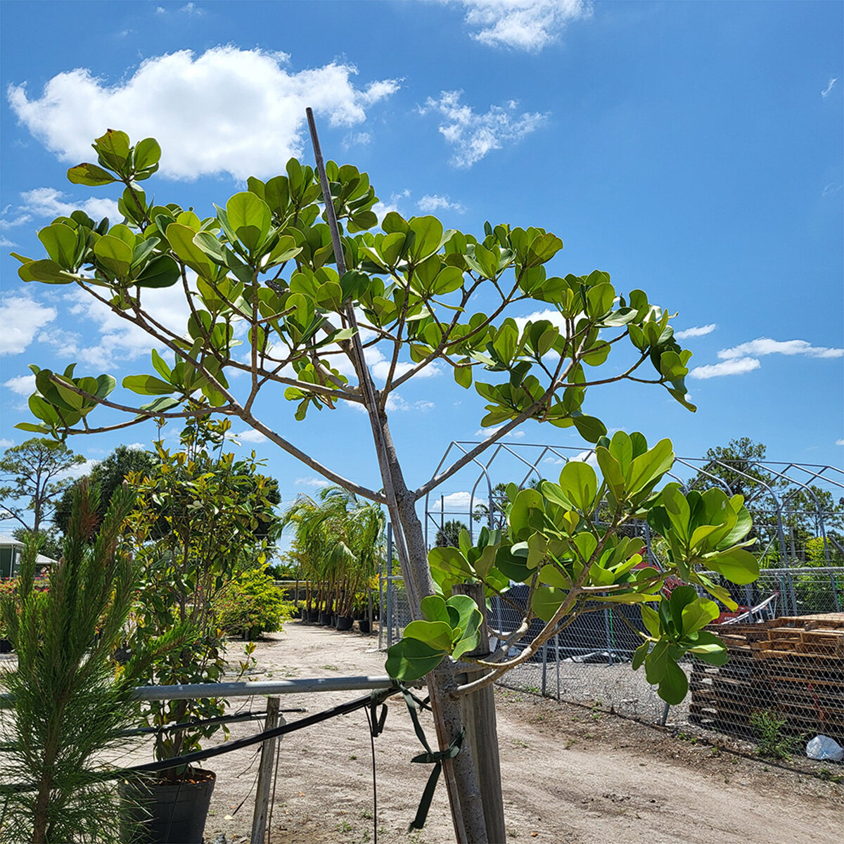 Clusia Rosea Autograph Tree | SiteOne US