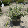 Euonymus Fortunei Ivory Jade Wintercreeper