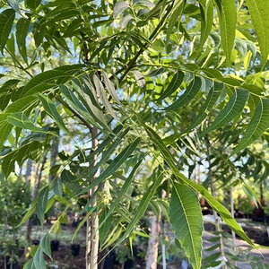 Carya Illinoinensis Pawnee Pecan