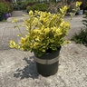 Euonymus Fortunei Sunrise Wintercreeper