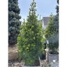 Sciadopitys Verticillata Joe Kozey Umbrella Pine