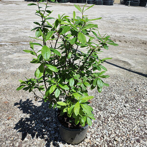 Rhododendron X Tallulah Sunrise Azalea