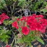 Verbena Canadensis Homestead Red Vervain