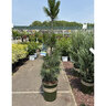 Pinus Cembra Silver Whispers Swiss Stone Pine