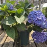 Hydrangea Macrophylla Forever & Ever Blue Heaven Big Leaf Hydrangea