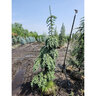 Picea laxa (glauca) Morton Tower Weeping White Spruce