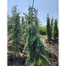 Picea laxa (glauca) Morton Tower Weeping White Spruce