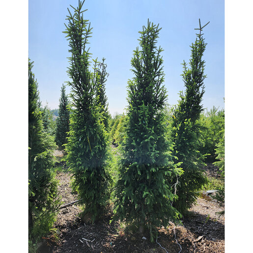 Picea Mariana Wellspire Black Spruce