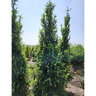 Picea Mariana Wellspire Black Spruce