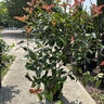 Photinia X Fraseri Red Robin Photinia