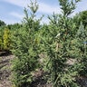 Picea Orientalis Deer Run Oriental Spruce