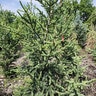 Picea Orientalis Deer Run Oriental Spruce