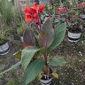 Canna X Generalis Orange Punch Canna Lily
