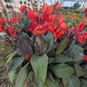Canna X Generalis Orange Punch Canna Lily