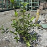 Gardenia Jasminoides Summer Snow Cape Jasmine