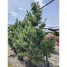 Pinus Flexilis Extra Blue Limber Pine