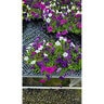 Petunia X Hybrida Easy Wave Formula Mixture Spreading Petunia