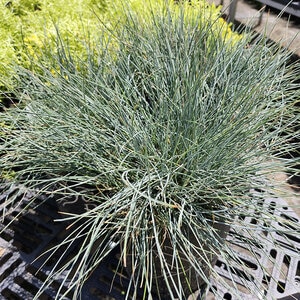 Festuca Glauca Cool as Ice Blue Fescue
