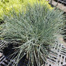 Festuca Glauca Cool as Ice Blue Fescue