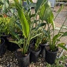Musa acuminata x balbisiana Blue Java Ice Cream Banana