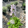 Stachys X Summer Romance Lamb's Ear