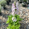 Stachys X Summer Romance Lamb's Ear