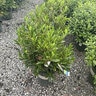 Prunus Laurocerasus Jade Enchantress Monrovia English Laurel 2 gal. Container