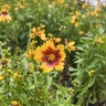Coreopsis Tripteris Gold Standard Tickseed