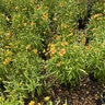 Coreopsis Tripteris Gold Standard Tickseed