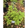 Monarda Bee-Free Bee Balm