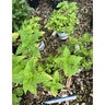 Monarda Bee-Free Bee Balm