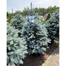 Picea Pungens Blue is Cool Colorado Spruce
